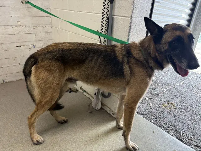 Maverick - Belgian Shepherd Malinois