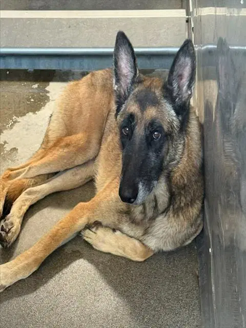 Maverick - Belgian Shepherd Malinois