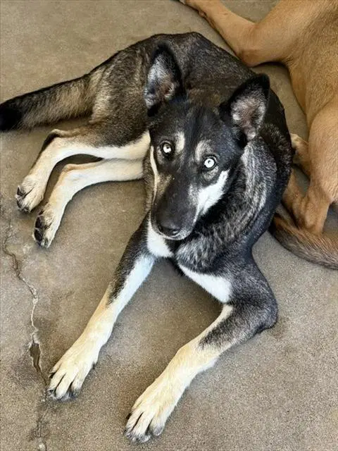Penny - German Shepherd Dog