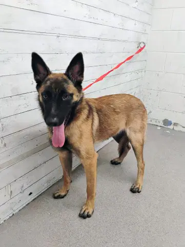 Daisy - Belgian Shepherd Malinois