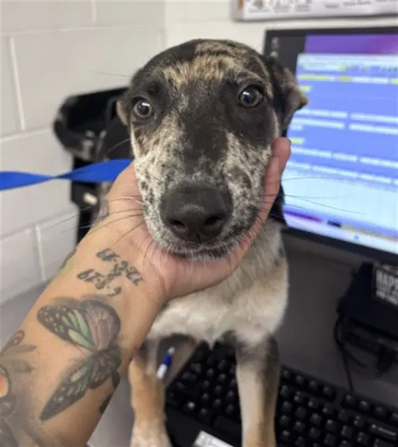 Cooper - Australian Cattle Dog/Blue Heeler