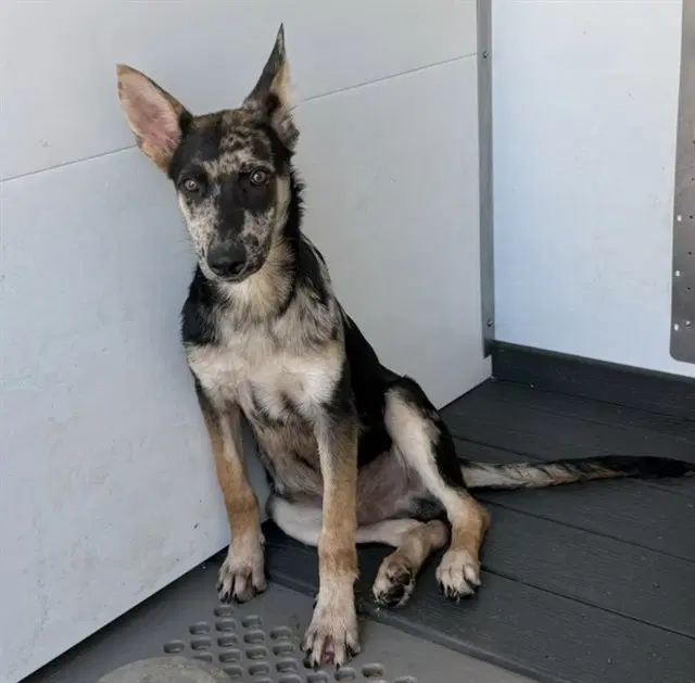 Cooper - Australian Cattle Dog/Blue Heeler