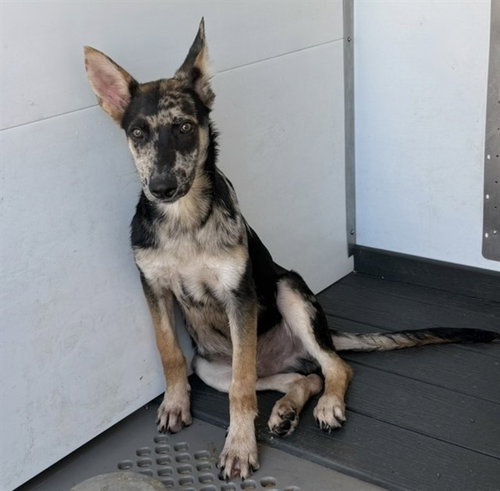 COOPER, a dog for adoption from San Bernardino City Animal Control