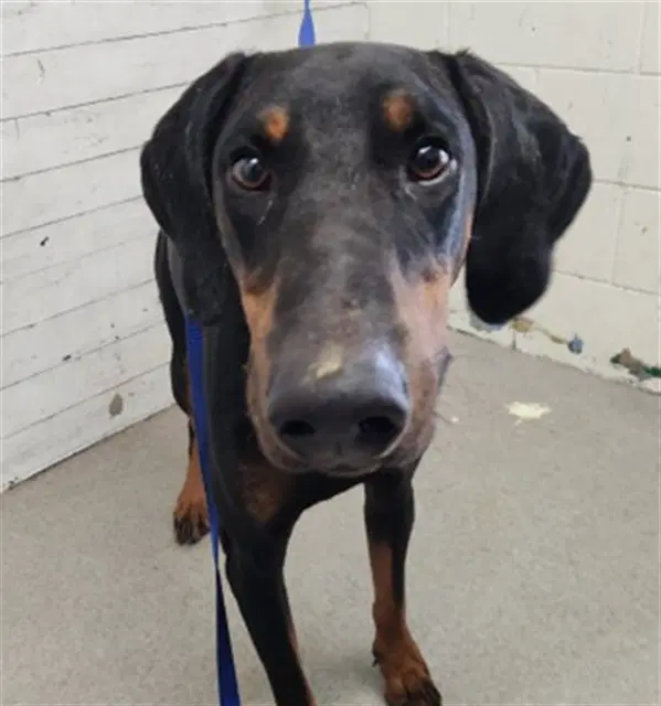 Jack - Doberman Pinscher