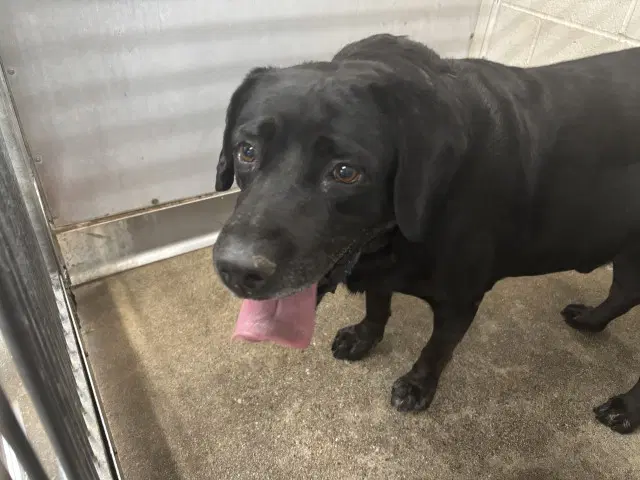 Hank - Labrador Retriever