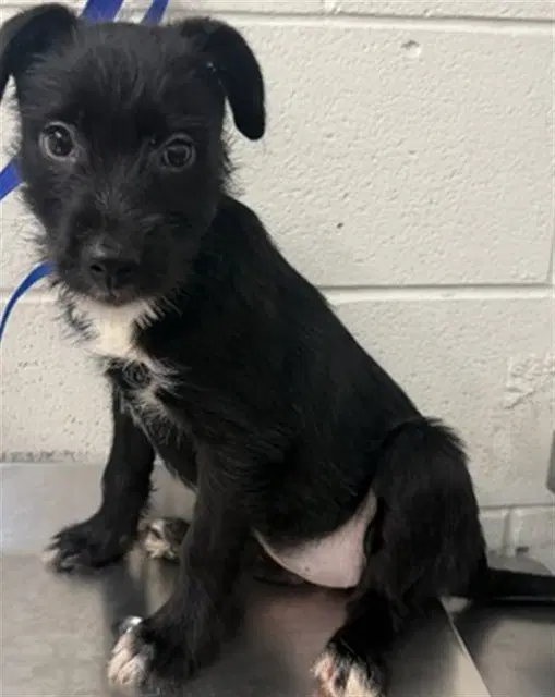 Rhianna - Terrier