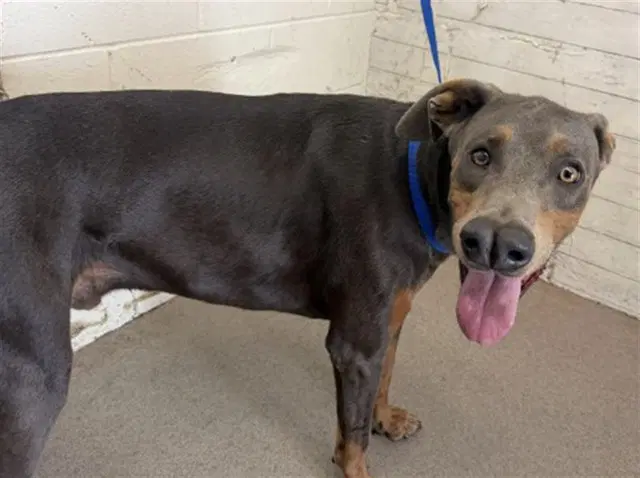 Max - Doberman Pinscher