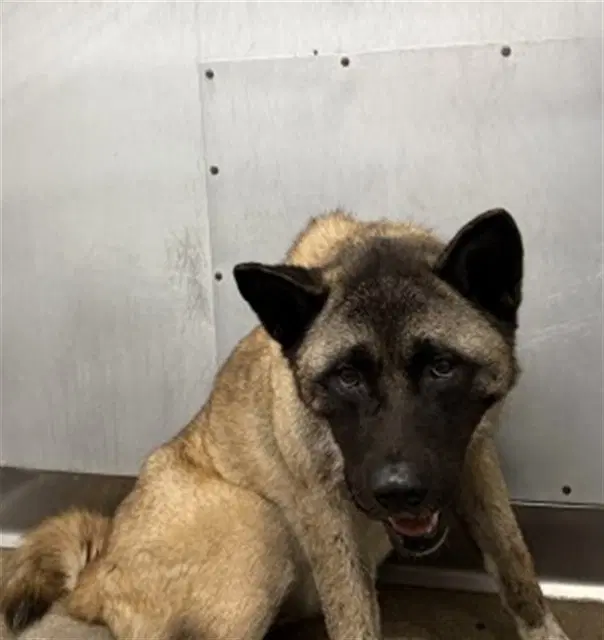 Luna - Akita