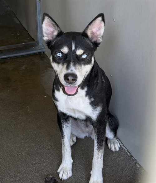LILY, a dog for adoption from San Bernardino City Animal Control