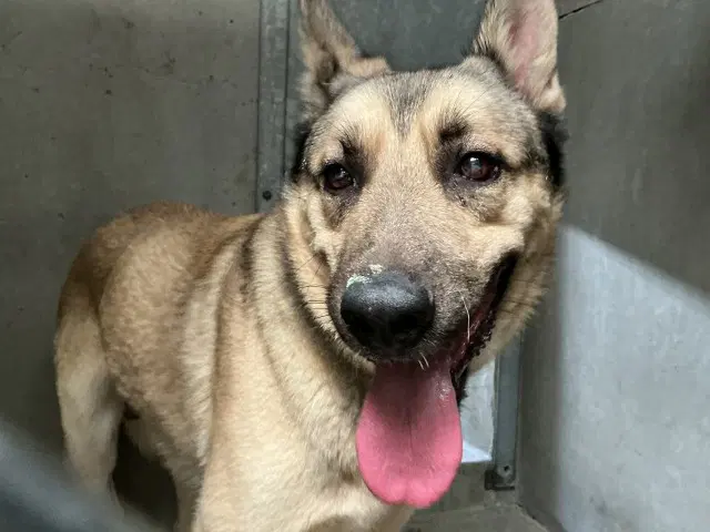 Vince - German Shepherd Dog