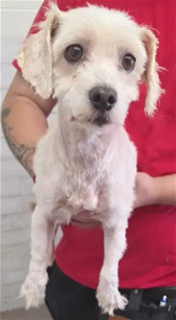 Ladybug - Poodle (Miniature)
