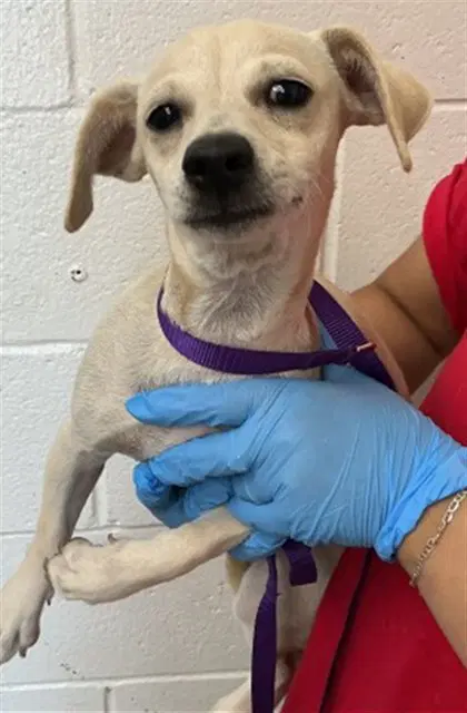 Macaroni - Chihuahua