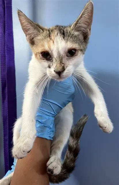Meowtini image 1