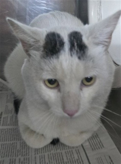 picture of the cat needing adoption
