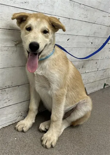 Waldo - German Shepherd Dog