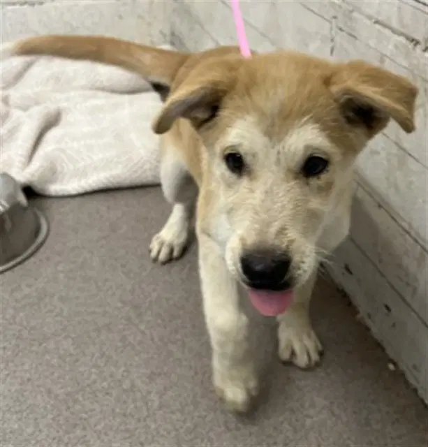 Dottie - German Shepherd Dog