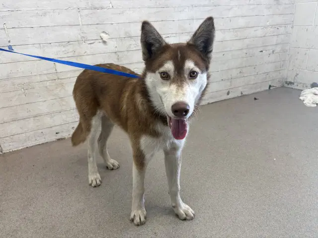 Kingston - Siberian Husky