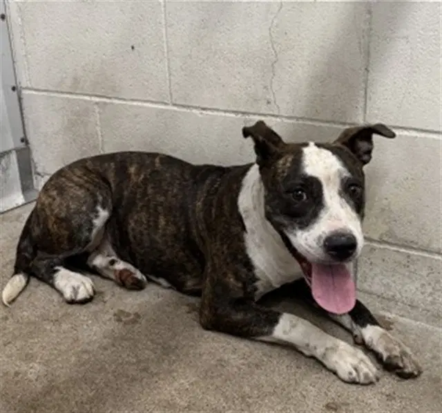 Ayla Rose - Pit Bull Terrier
