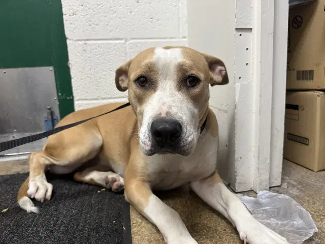 Pearl - Pit Bull Terrier