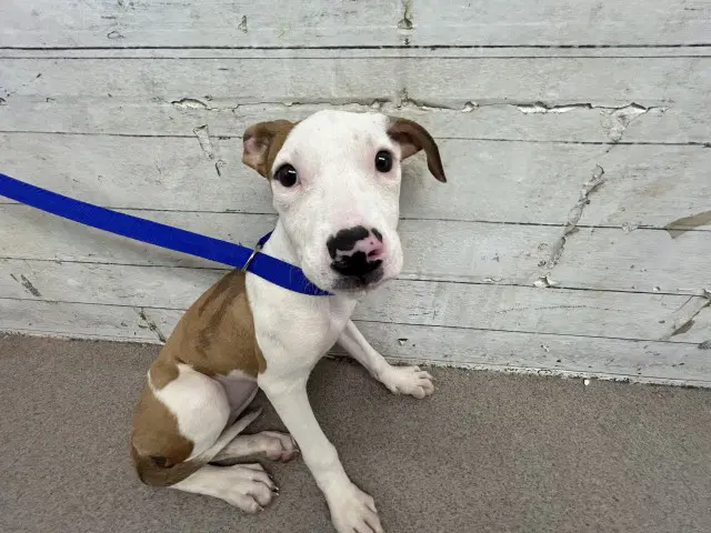Coco - Pit Bull Terrier