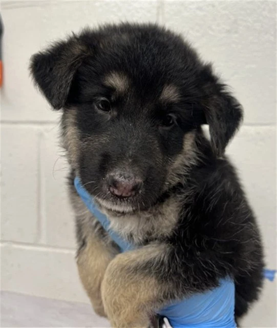 Luna Mae
