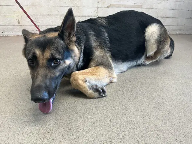 Faye - German Shepherd Dog