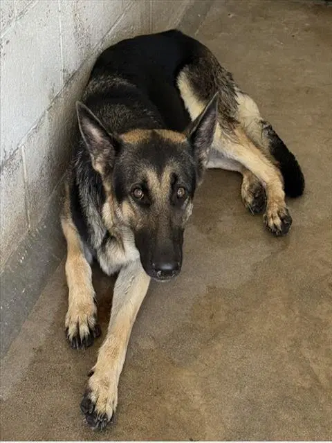 Faye - German Shepherd Dog