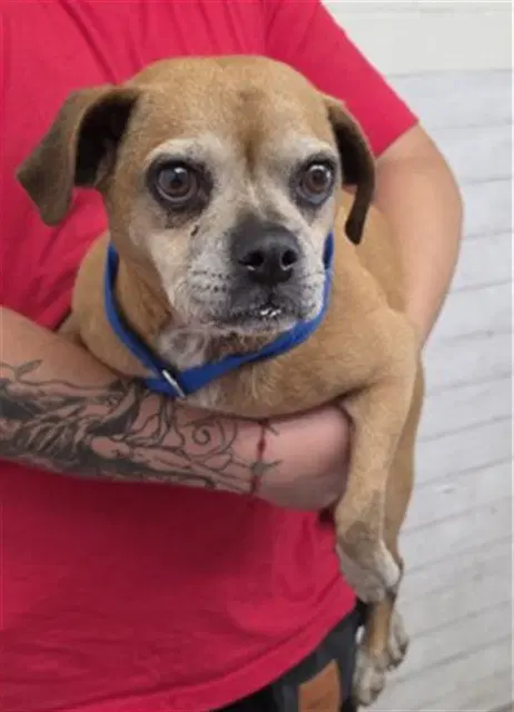 Maisie - Boxer