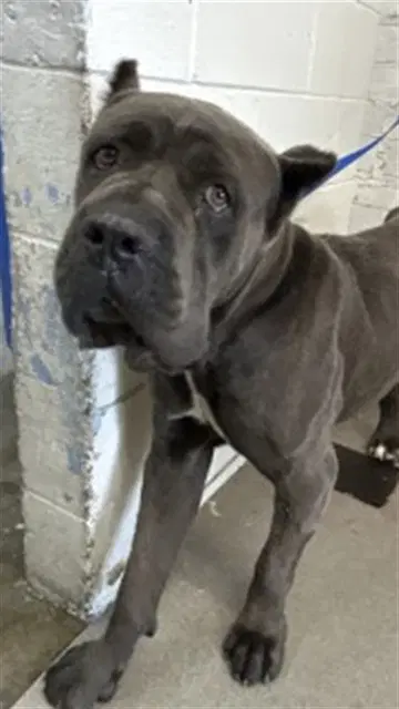 Luke - Cane Corso Mastiff
