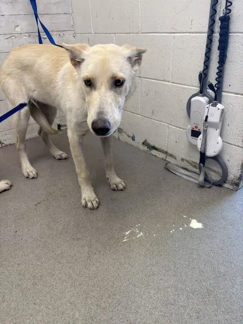 Lena - Siberian Husky