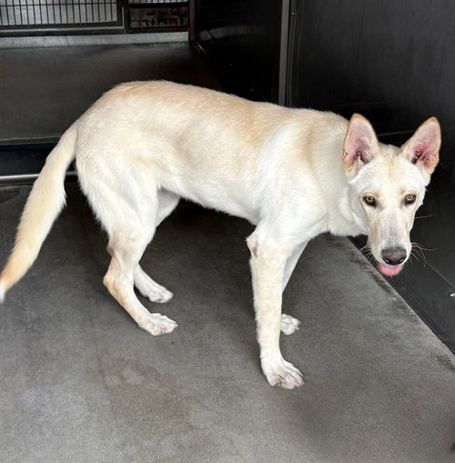 Lena, Siberian Husky (medium coat)
