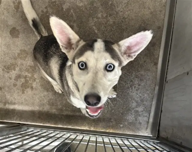 Peter - Siberian Husky