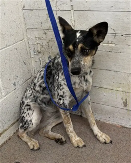 Marnie - Australian Cattle Dog/Blue Heeler