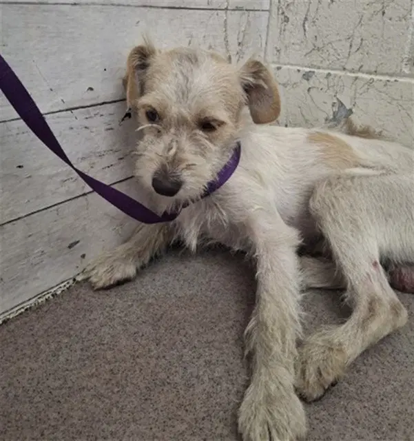 Everett - Terrier