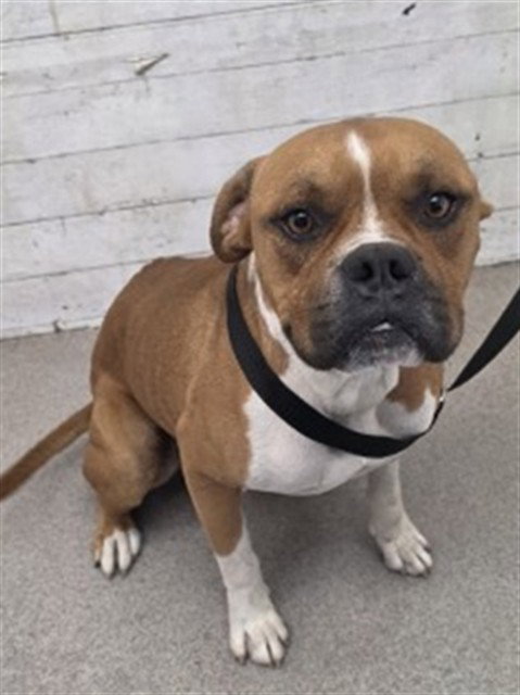 picture of the dog needing adoption