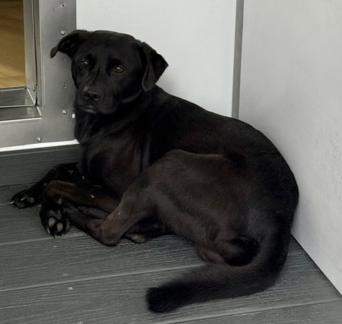 Knox, Pug / Mixed (medium coat)