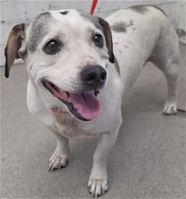 Bowie - Beagle