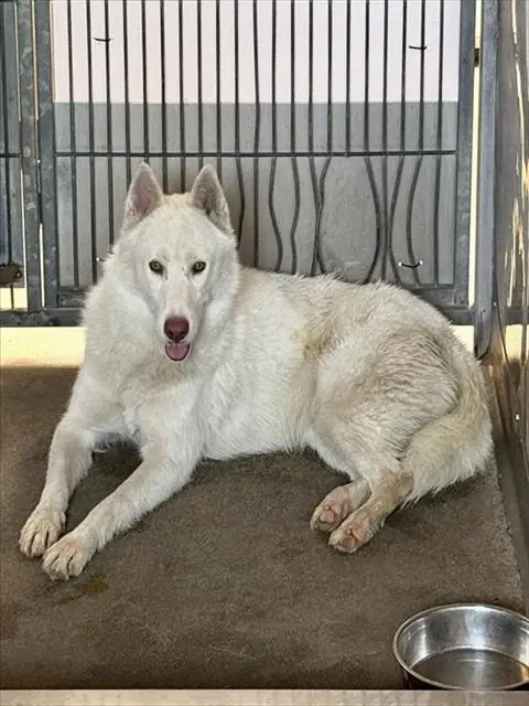 Winter - German Shepherd Dog
