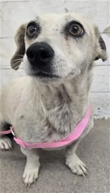 Piper - Chihuahua