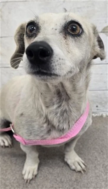 Piper