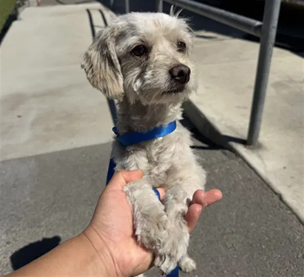 Felicity - Maltese