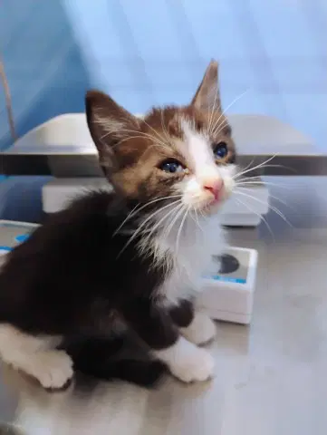 Kale - Domestic Short Hair