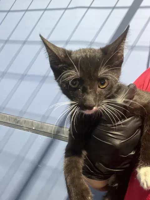 Cleo - Domestic Short Hair