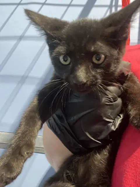 Bok Choy - Domestic Short Hair