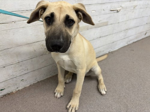 DAISY, a dog for adoption from San Bernardino City Animal Control