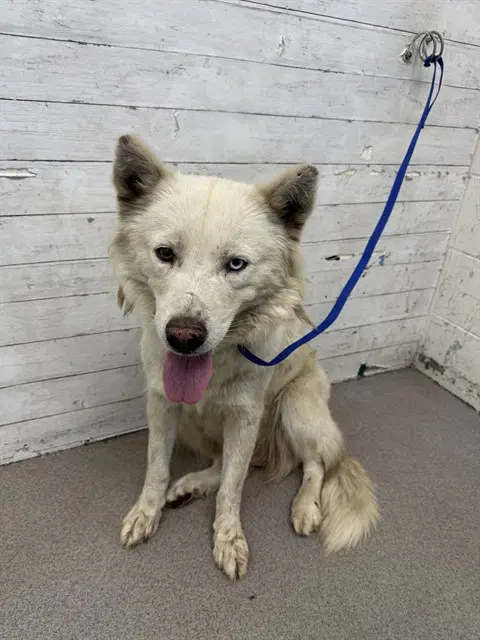Honeydew - Siberian Husky