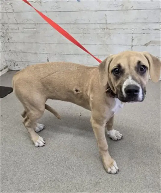 Mango - Pit Bull Terrier