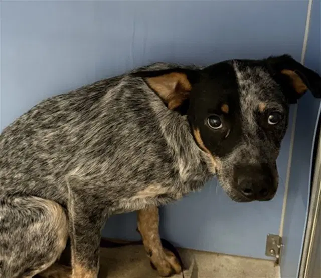 Almond - Australian Cattle Dog/Blue Heeler