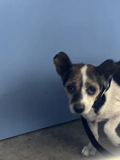 Peach - Chihuahua