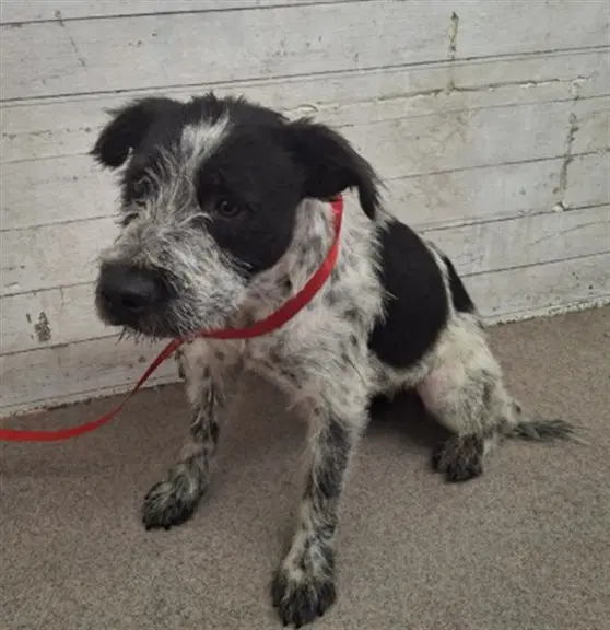 Wisteria - Australian Cattle Dog/Blue Heeler